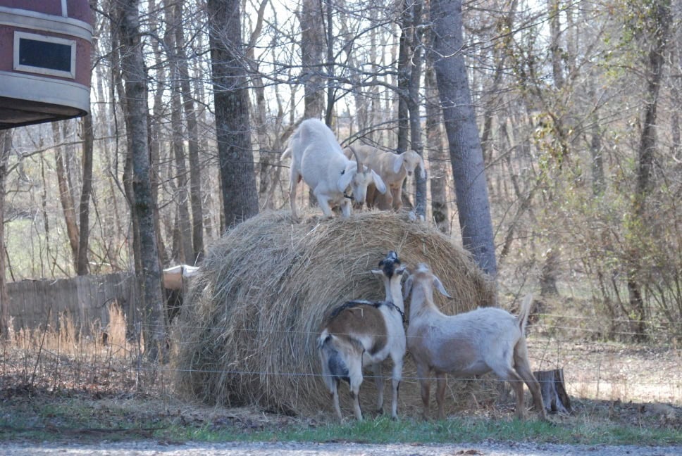Image shows four goats next to a large round bale of hay. Two stand on top of the hay and two stand next to it.