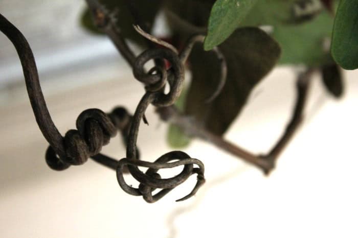 how to make a grapevine and mistletoe wreath
