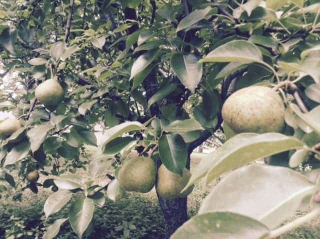 Image shows pear trees with fruit in a garden.