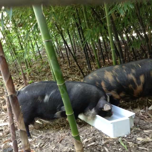 Image shows two Kunekune piglets feeding from a white trough among bamboo.
