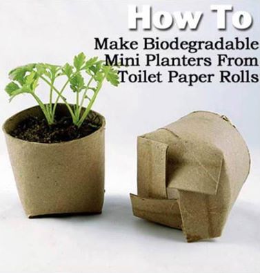 Image shows a small plant in a planter made from toilet paper rolls. Text above reads "How to make biodegradable mini planters from toilet paper rolls" 