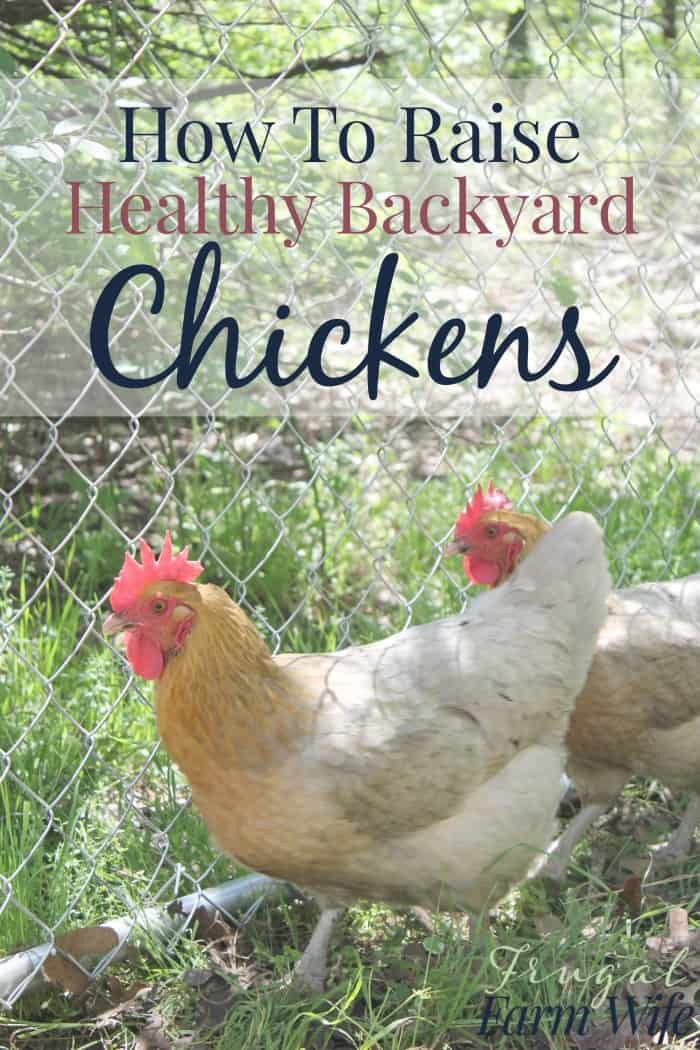 Image shows two chickens at a fence with text overlay that reads "How To Raise Healthy Chickens In Your Backyard"