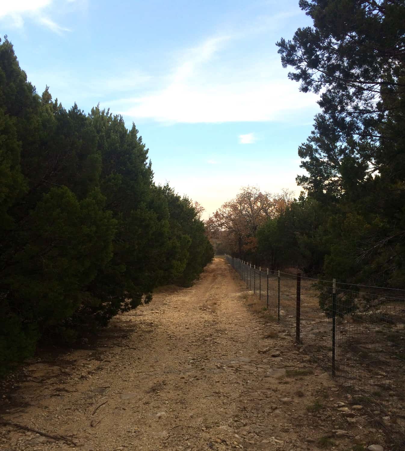 Photo shows a dirt road at dusk  surrounded by rows of Juniper trees
