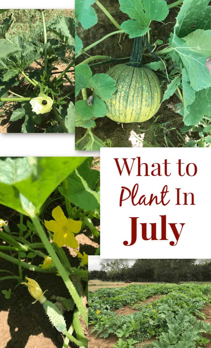Image shows a collage of various plants in the sunshine with text overlay that reads "What to Plant in July"
