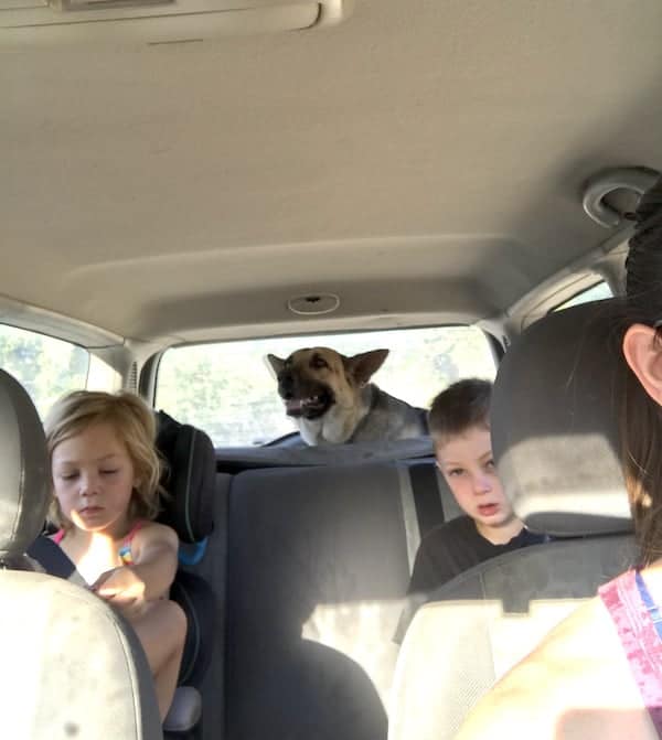 Image shows two small children and a dog in the back of a car