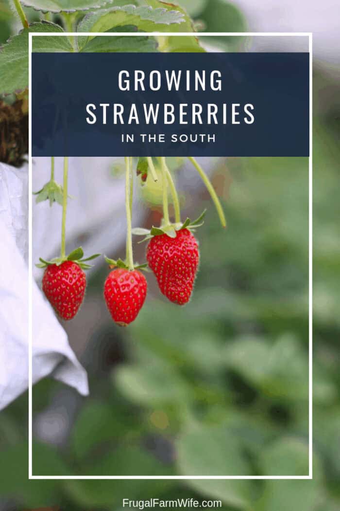 Image shows three strawberries growing from a plant with the text "Growing Strawberries in the South"