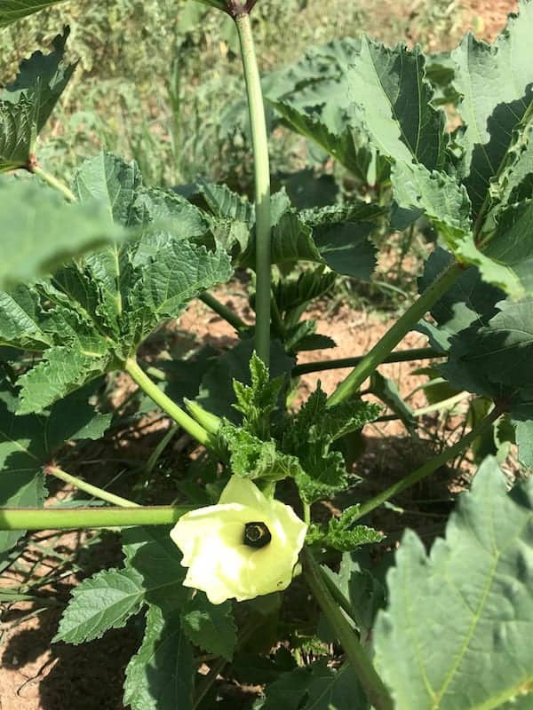 Image shows a garden plant beginning to bloom in the sun. 