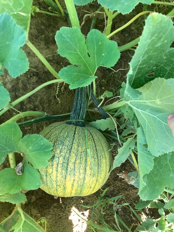 Image shows a pumpkin growing on the vine, still mostly green. 