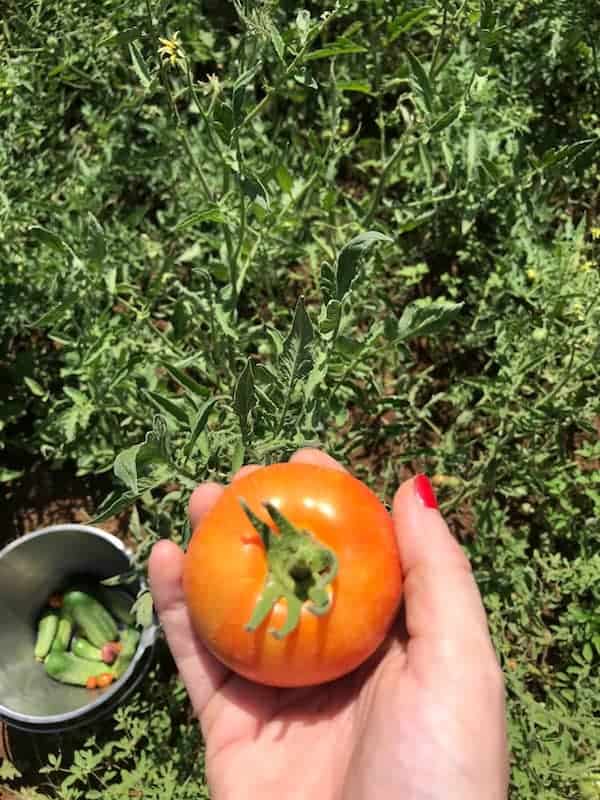 Image shows a hand holding a red tomato over a green garden. 