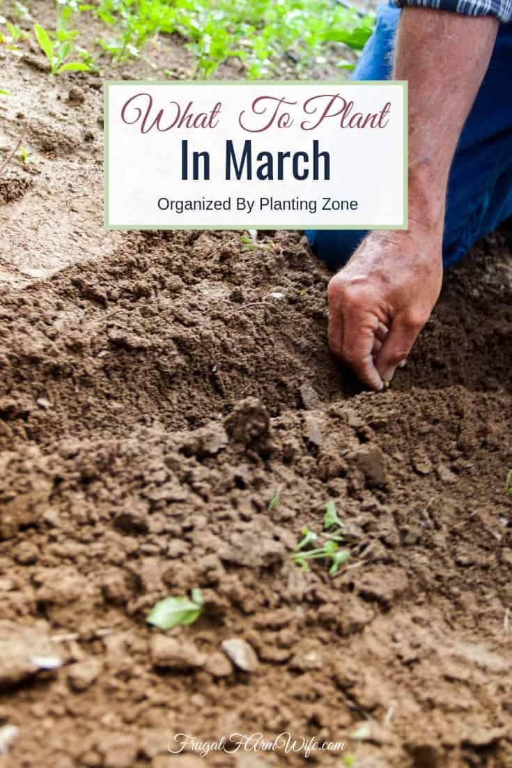 Wanting to get your gardening started but not sure what to plant in March? Get the answers you need here.