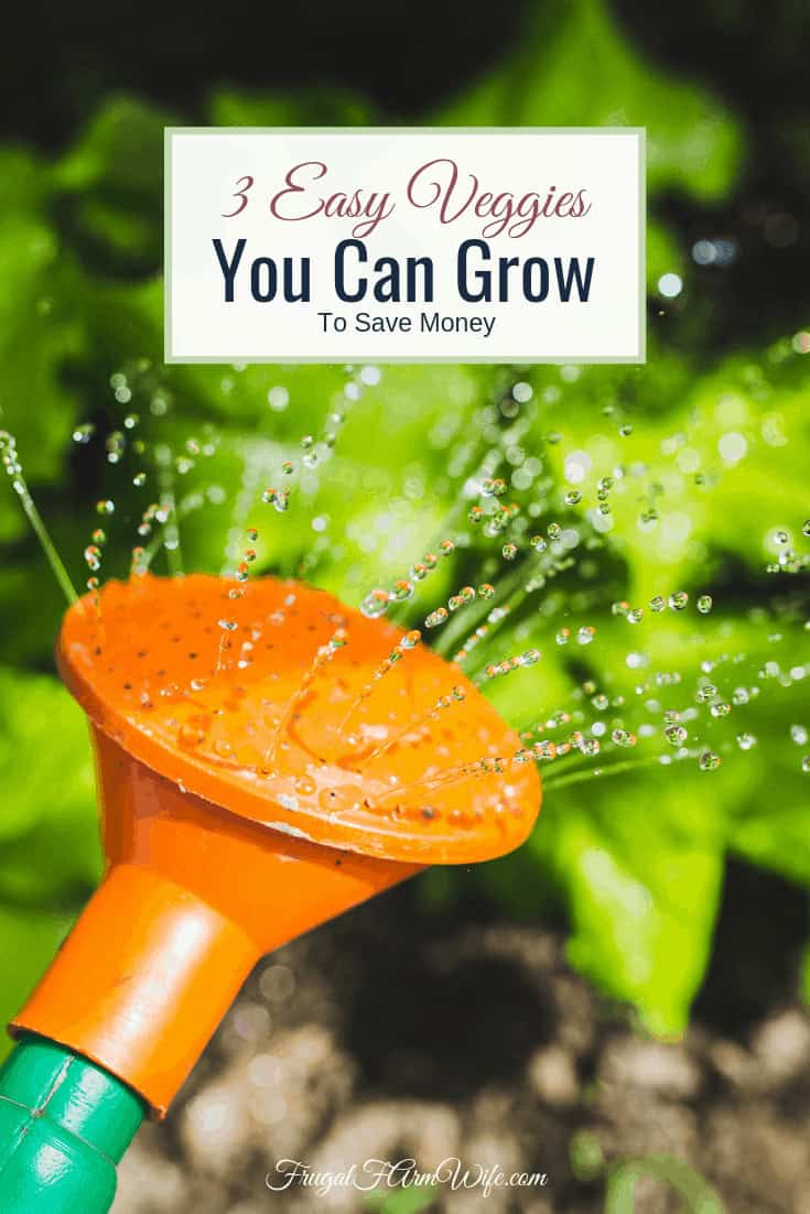 Image shows the end of an orange and green watering can with water sprinkling onto plants. Text overlay reads "3 Easy Veggies You Can Grow to Save Money"