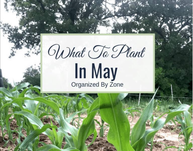 what to plant in may divided by zones