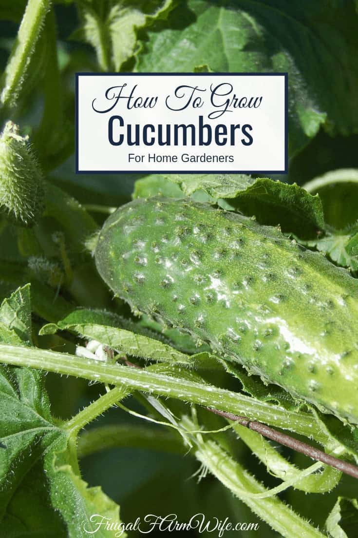 Image shows a close up of a cucumber growing on a vine. Text overlay reads "How to grow cucumbers for home gardeners"