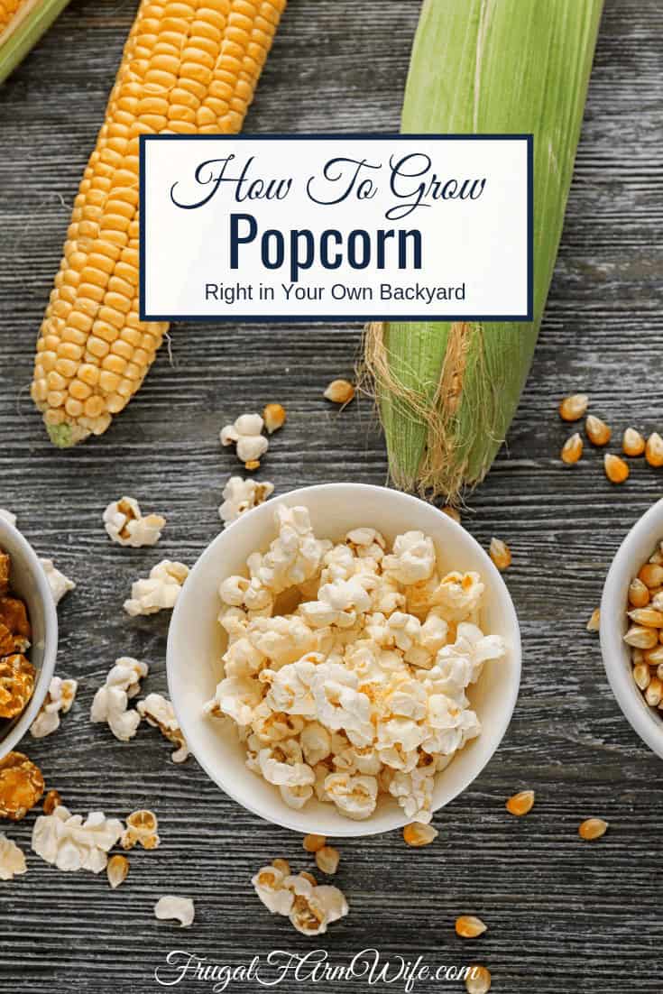 Thinking about growing popcorn in your garden this year? Here's how to grow popcorn right in your own backyard!