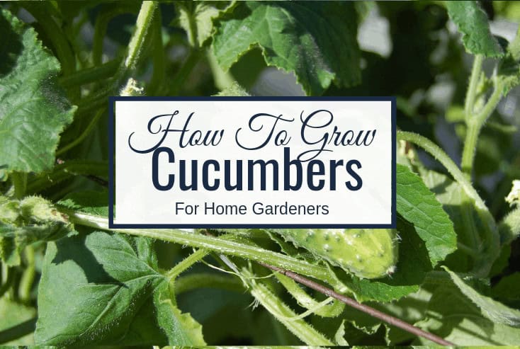 home gardener's guide to growing cucumbers