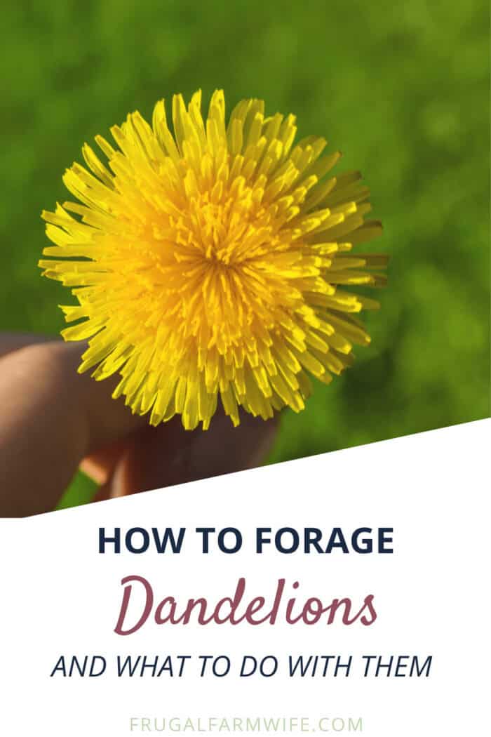 Image shows a hand holding a dandelion, with copy that reads "How to Forage Dandelions and What to do with Them"