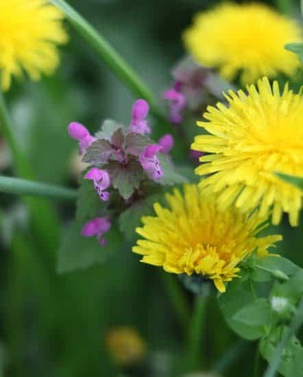 Photo shows dandelions growing in the wild