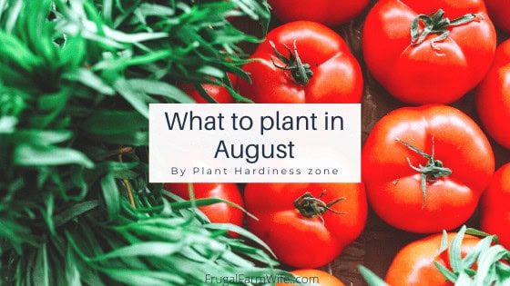 What to plant in August by plant hardiness zone