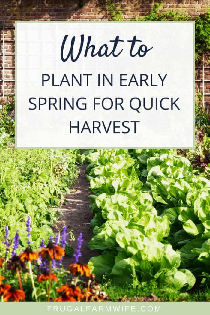 Image shows a full garden with text that reads "What to plant in early spring for a quick harvest"