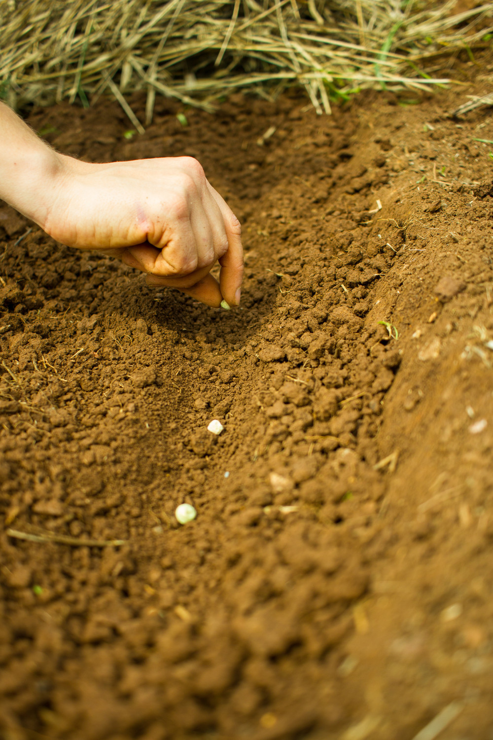 Image shows a hand holding a sugar snap pea seed about to plant it in the soil