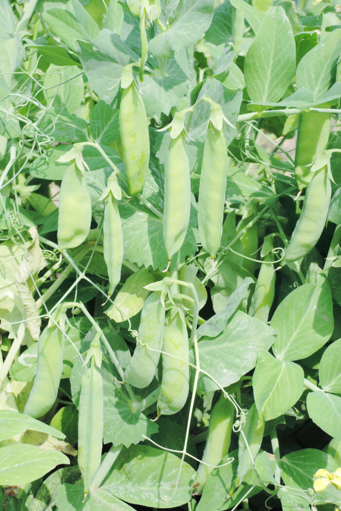 Photo shows a garden with fresh sugar snap peas growing on the plant. 